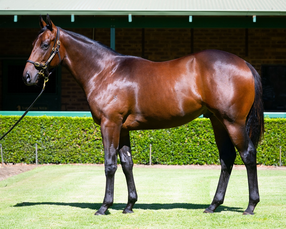 Playing God (AUS) / War of Whispers (AUS) 2024 Colt - Image 1