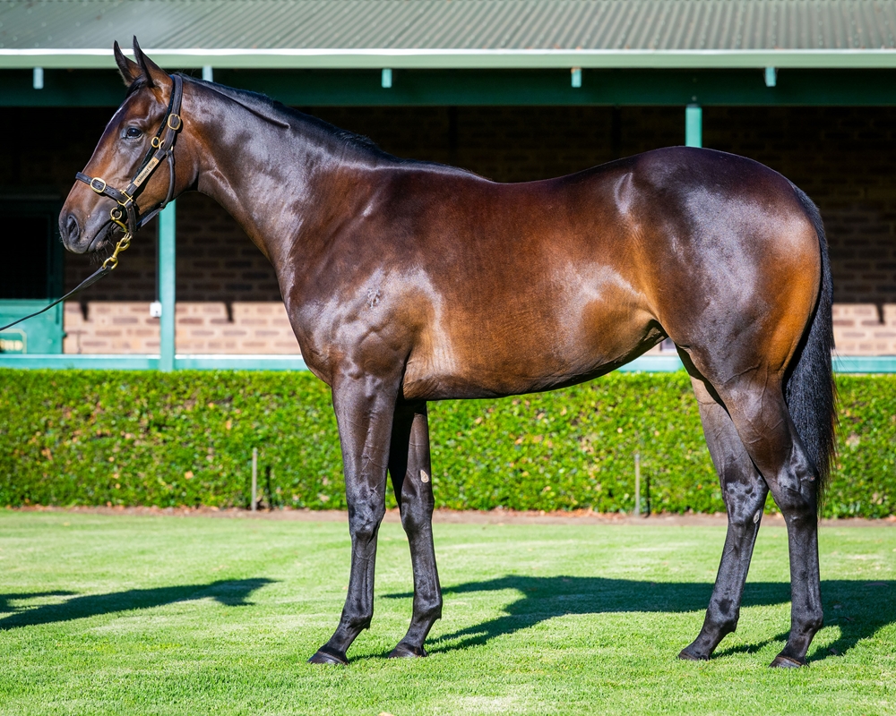 Playing God (AUS) / Dainty Tess (AUS) 2024 Filly - Image 1