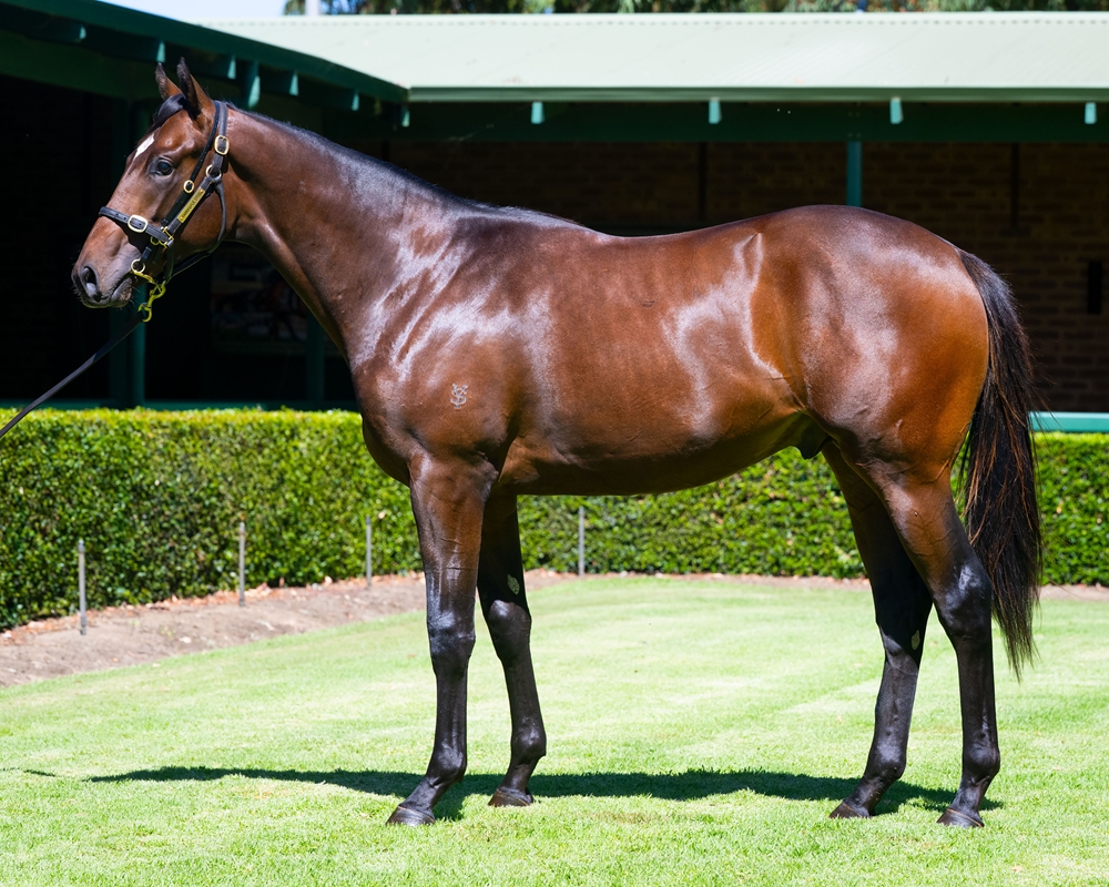 Gingerbread Man (AUS) / Frizzled (AUS) 2024 Colt - Image 1