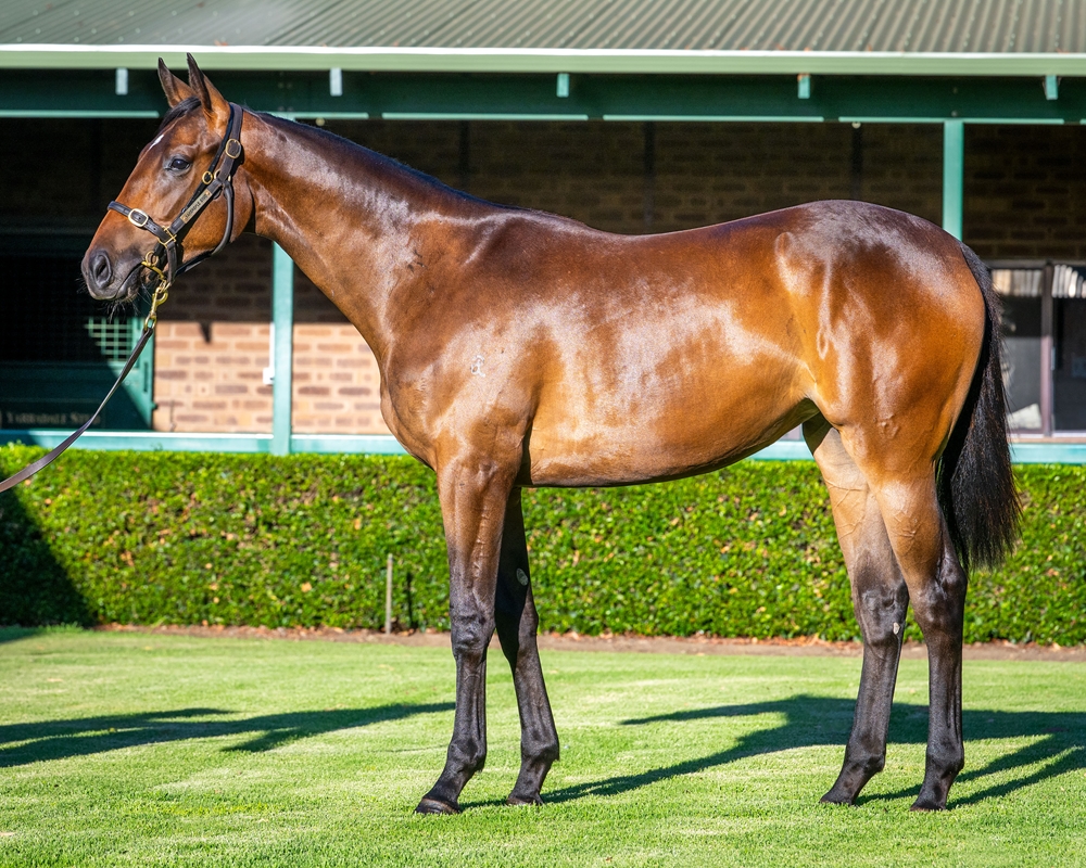 Bivouac (AUS) / Full Sun (GB) 2024 Filly - Image 1