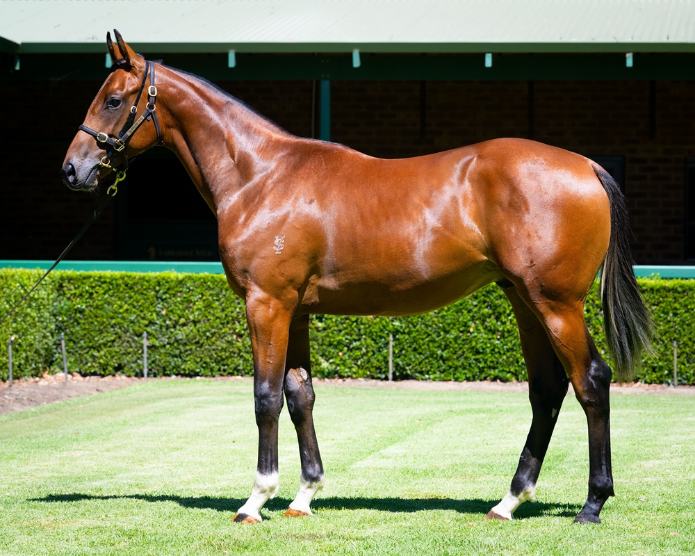 Lightsaber (AUS) / Platinum Power (AUS) 2024 Colt - Image 1