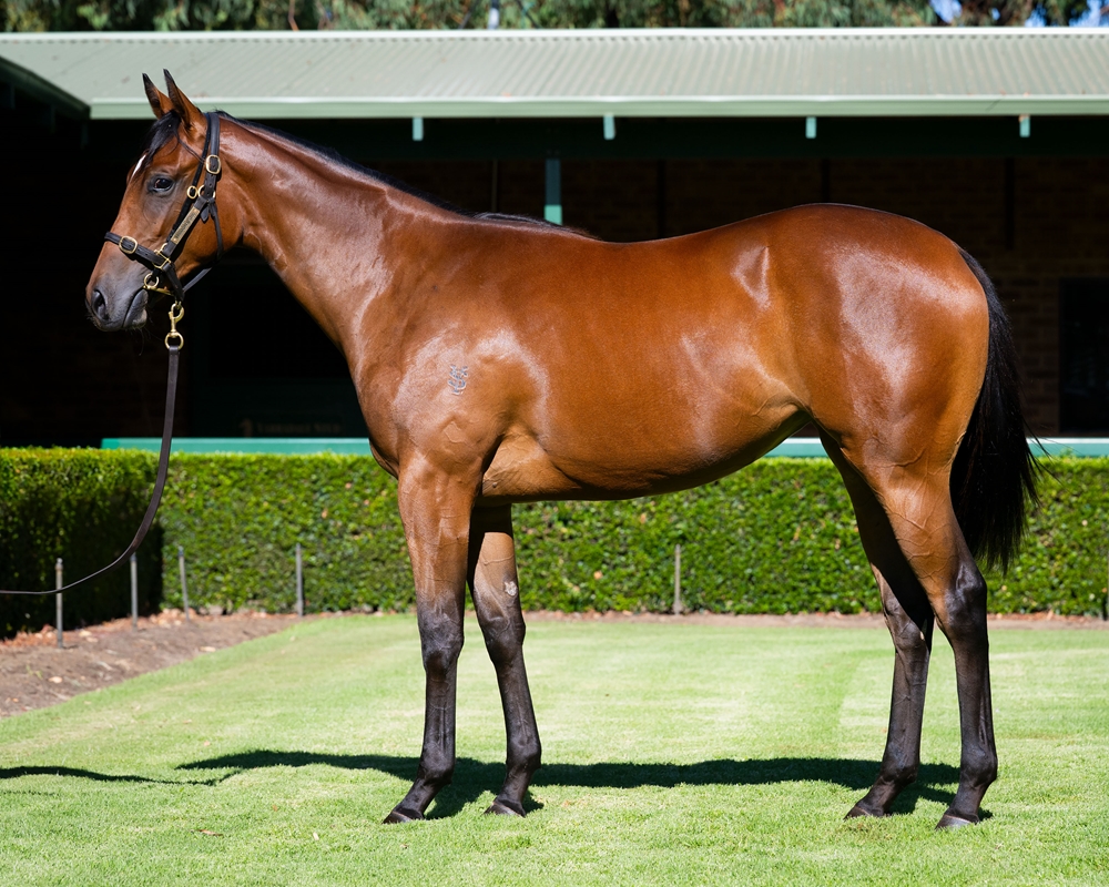 Playing God (AUS) / City Magic (AUS) 2024 Filly - Image 1