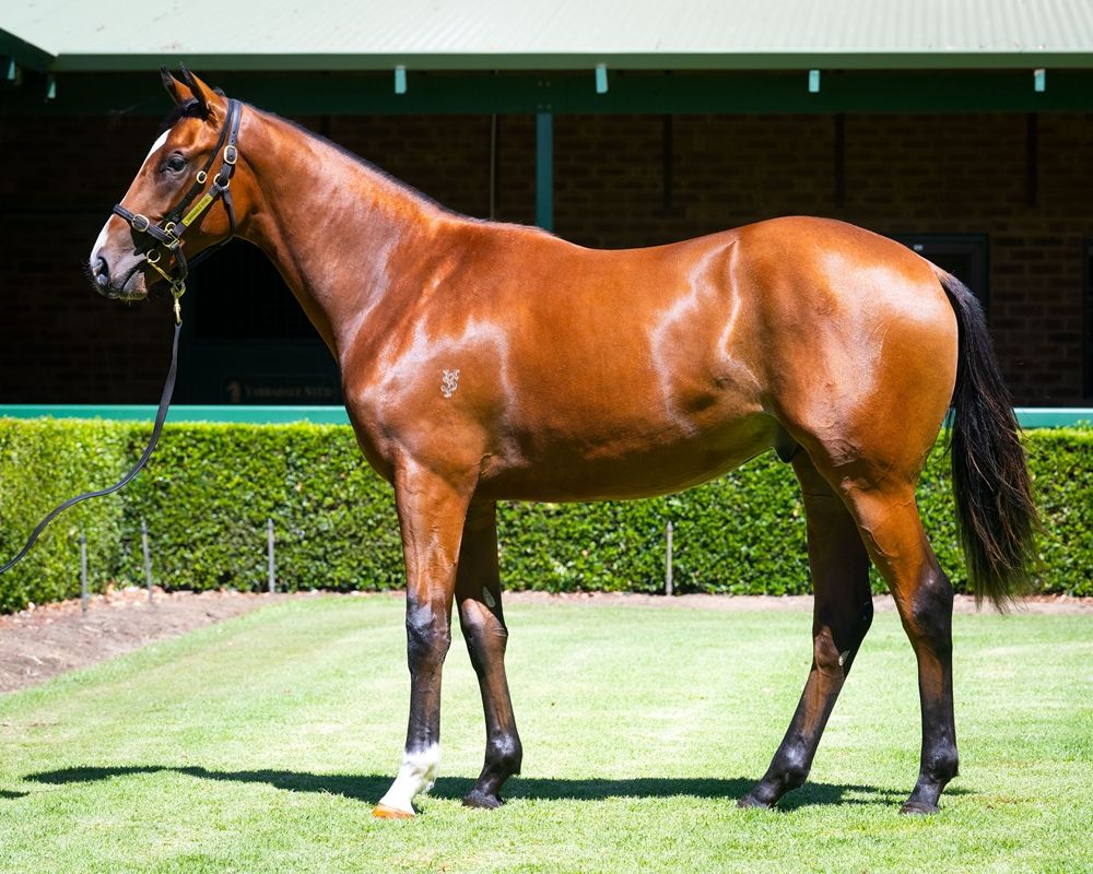 Gingerbread Man (AUS) / Copper Queen (AUS) 2024 Colt - Image 1