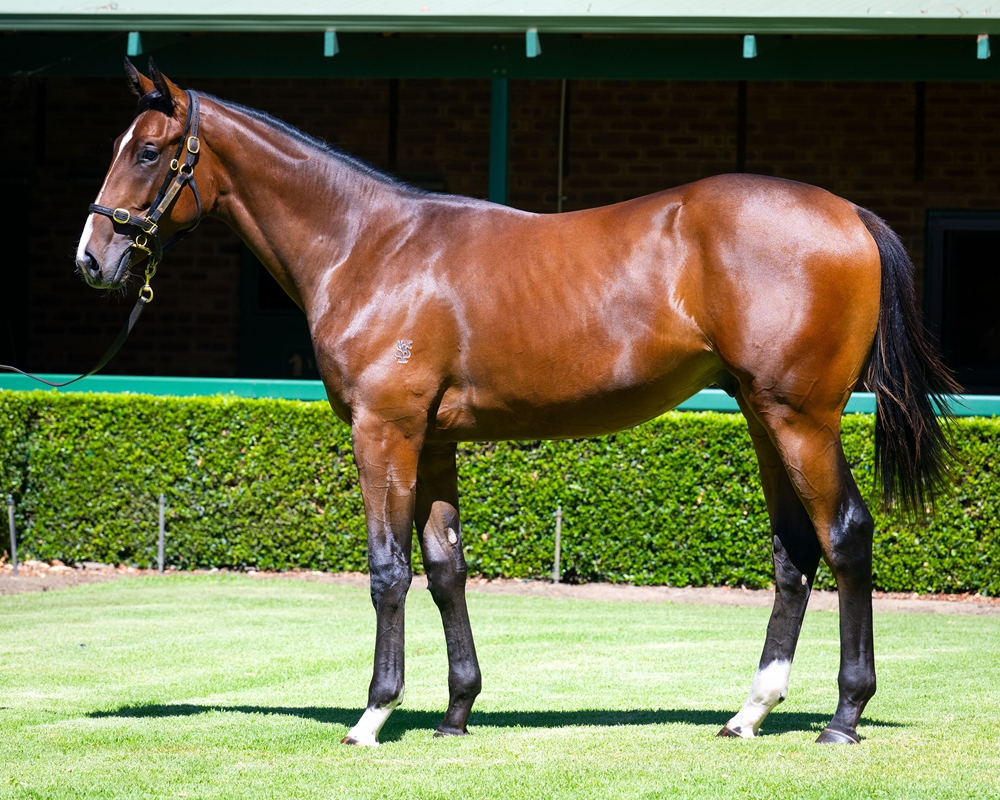 Playing God (AUS) / Edition (AUS) 2024 Colt - Image 1