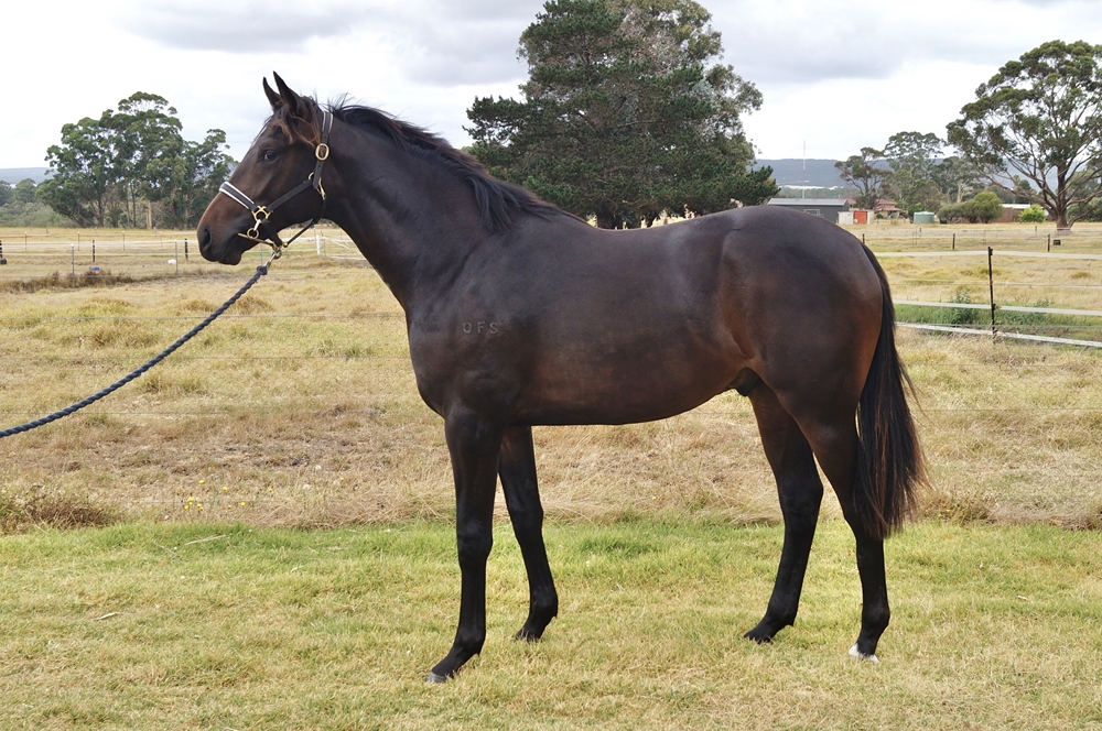 Gingerbread Man (AUS) / Fail Safe (AUS) 2024 Colt - Image 1