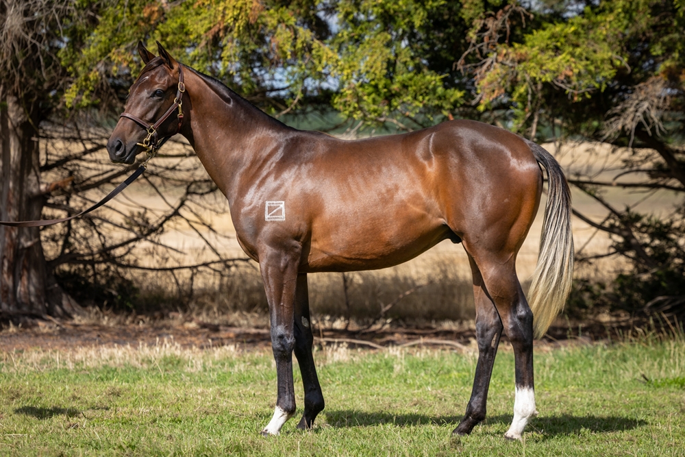 Yulong Prince (SAF) / Lightning Streak (AUS) 2024 Colt - Image 1