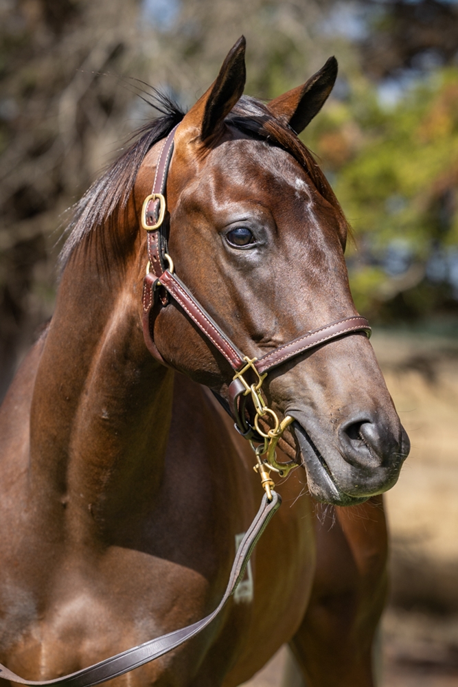Yulong Prince (SAF) / Lightning Streak (AUS) 2024 Colt - Image 2