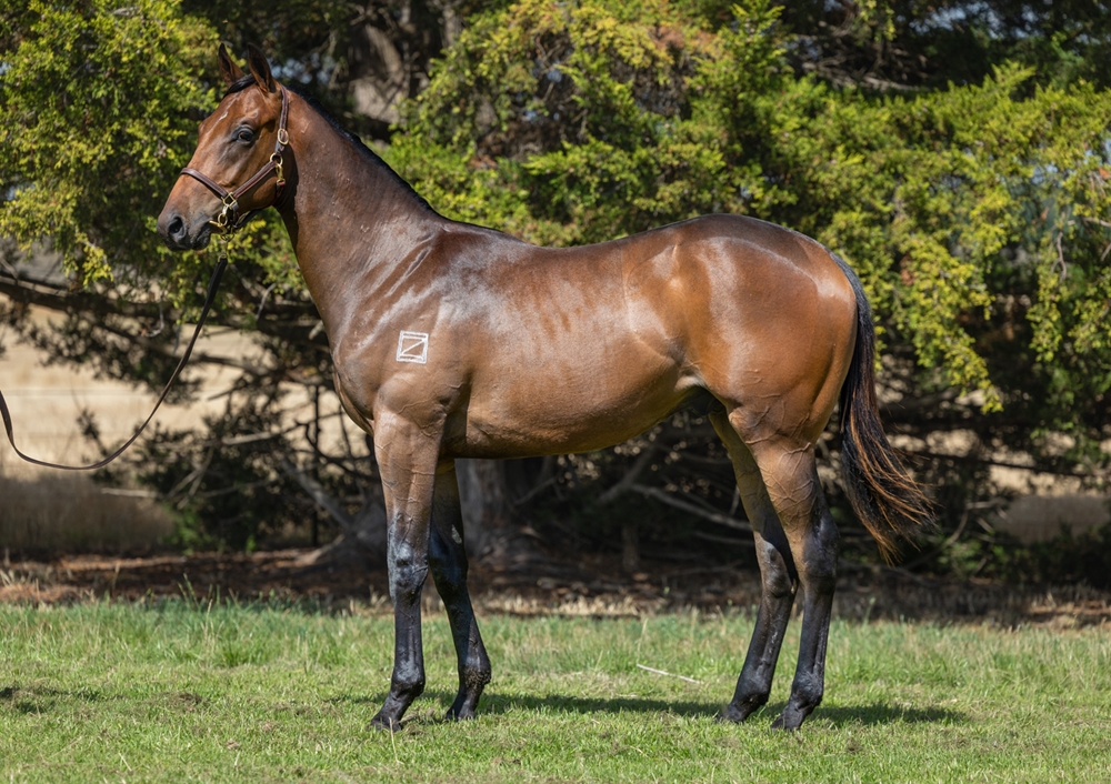Stratosphere (AUS) / Neon Rain (AUS) 2024 Colt - Image 1