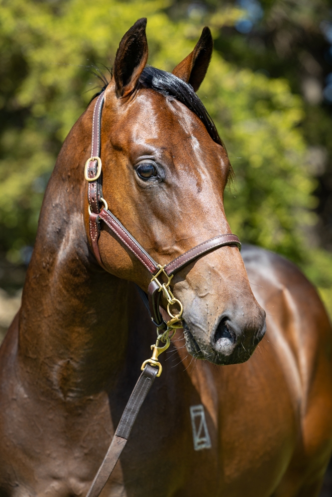 Stratosphere (AUS) / Neon Rain (AUS) 2024 Colt - Image 2