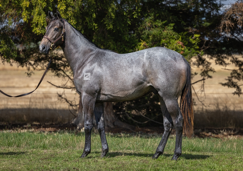 Dalasan (AUS) / Rebel Lee (AUS) 2024 Colt - Image 1