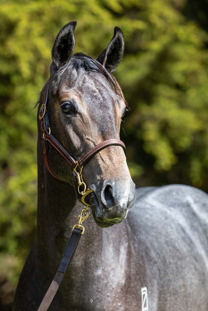 Dalasan (AUS) / Rebel Lee (AUS) 2024 Colt - Image 2