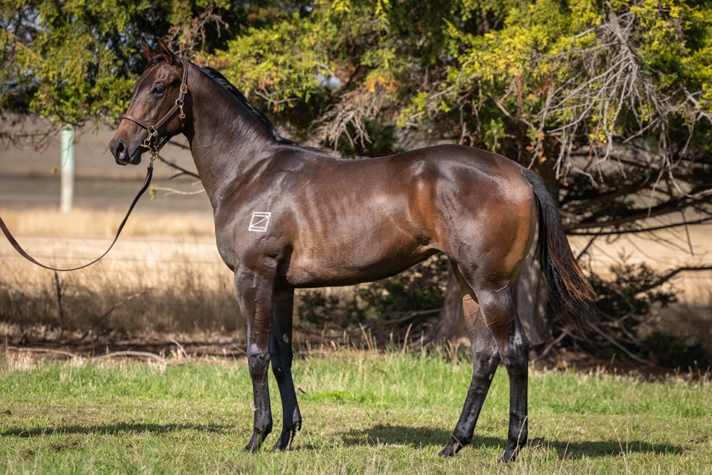Stratosphere (AUS) / Fast and Ready (AUS) 2024 Filly - Image 1