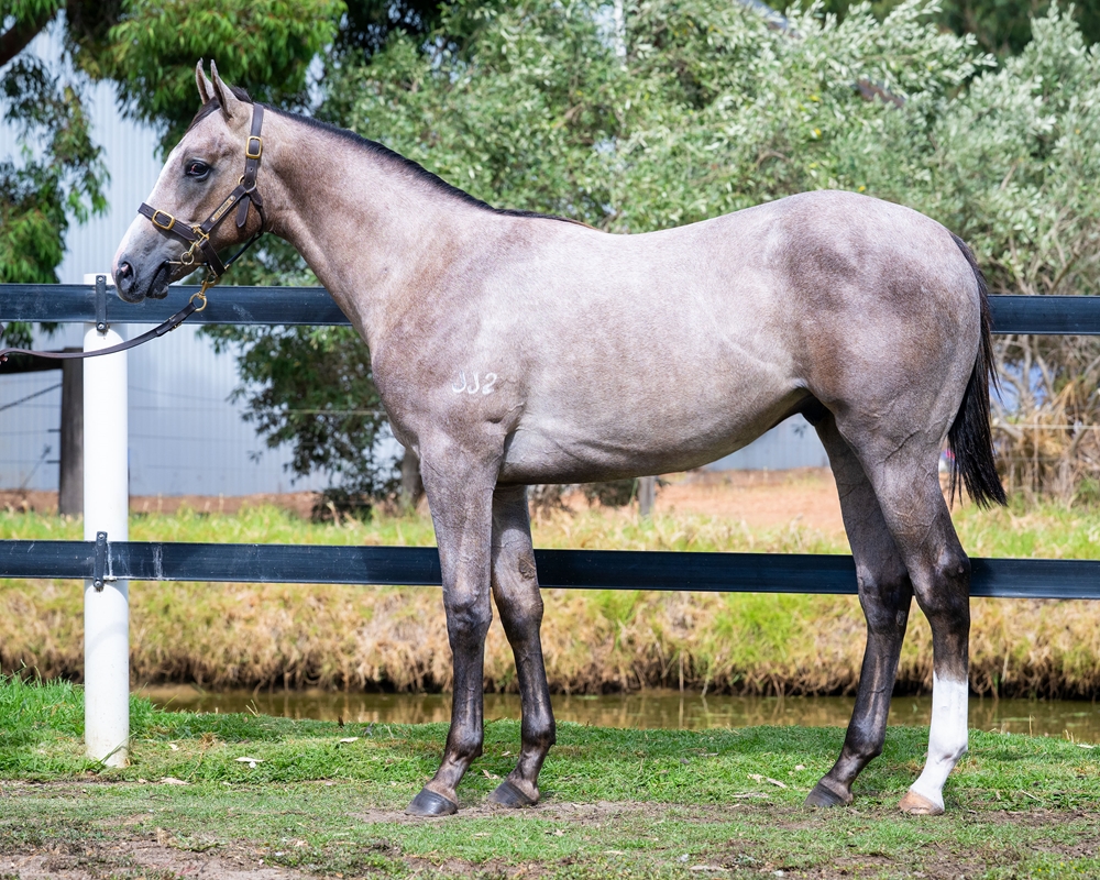 Stronger (AUS) / Jeddah Aheadah (AUS) 2024 Colt - Image 1