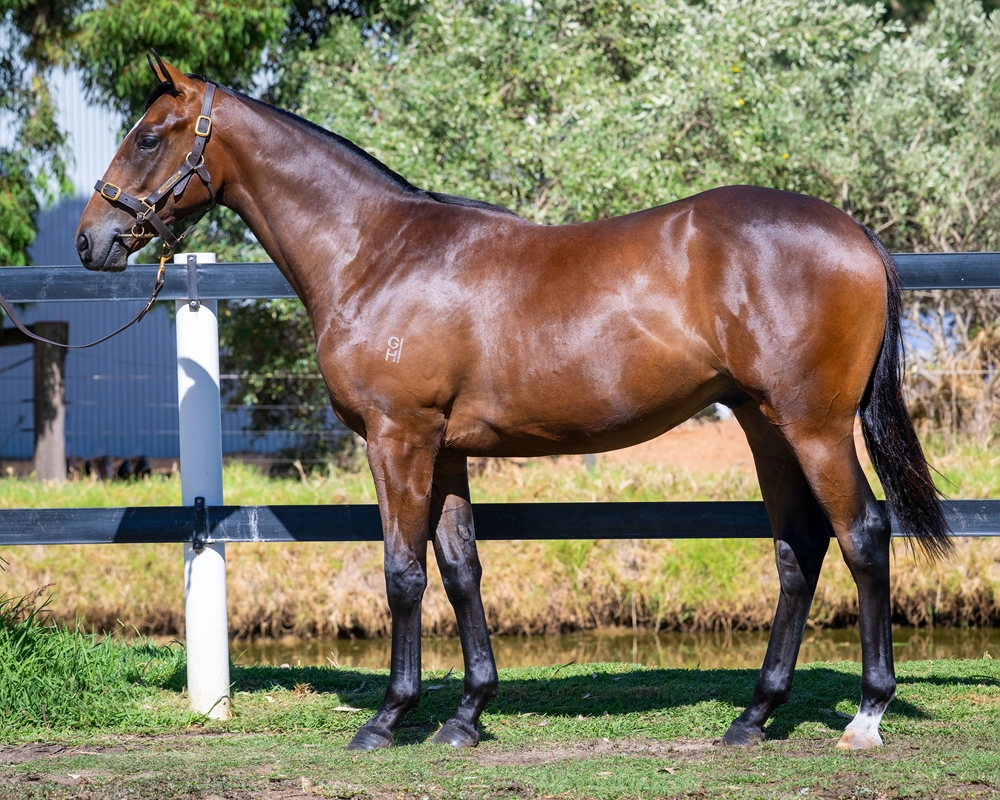 Tarzino (NZ) / Pearl Hart (NZ) 2024 Colt - Image 1