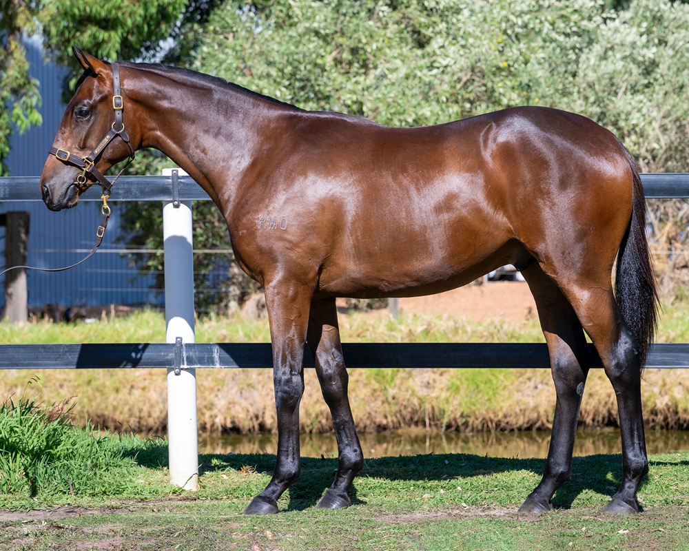 Playing God (AUS) / Tommy Blue (AUS) 2024 Colt - Image 1