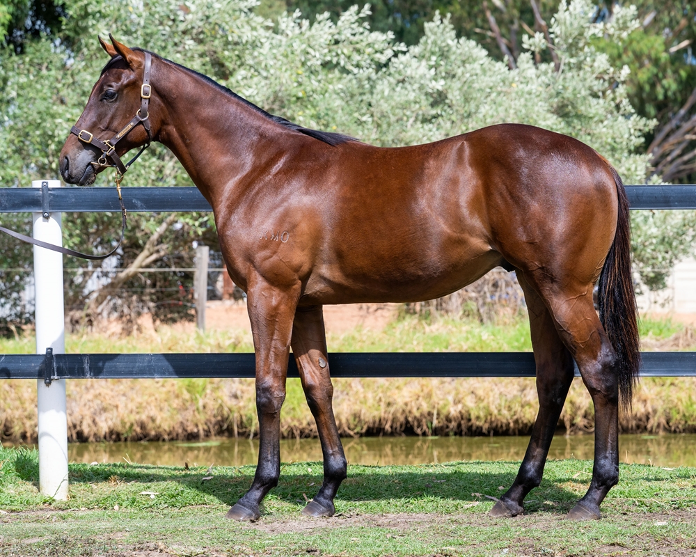 Awesome Rock (AUS) / Fo' Shizzle (AUS) 2024 Colt - Image 1