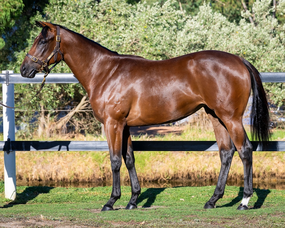 Tassort (AUS) / Malakiya (AUS) 2024 Filly - Image 1