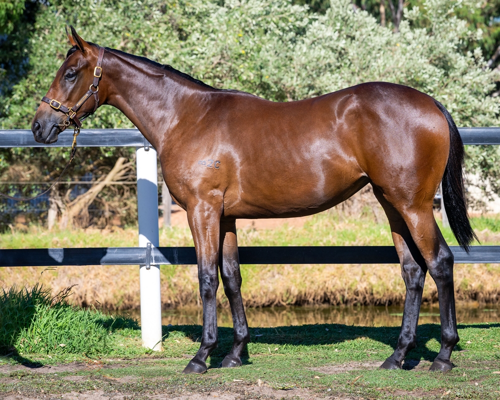 Playing God (AUS) / Our Sustar (AUS) 2024 Filly - Image 1