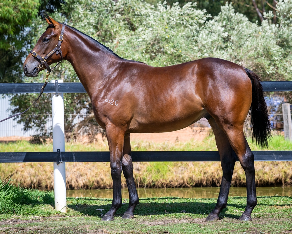 Playing God (AUS) / Awesome Rival (AUS) 2024 Colt - Image 1