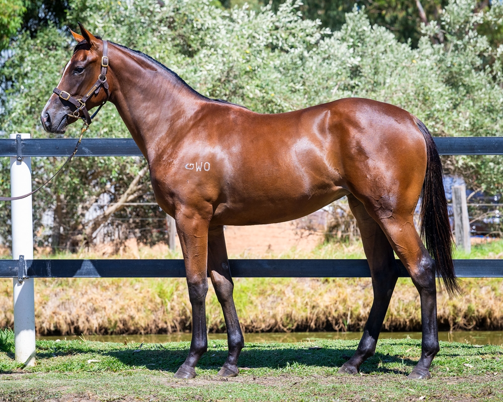 Maschino (AUS) / Bergantina (AUS) 2024 Filly - Image 1