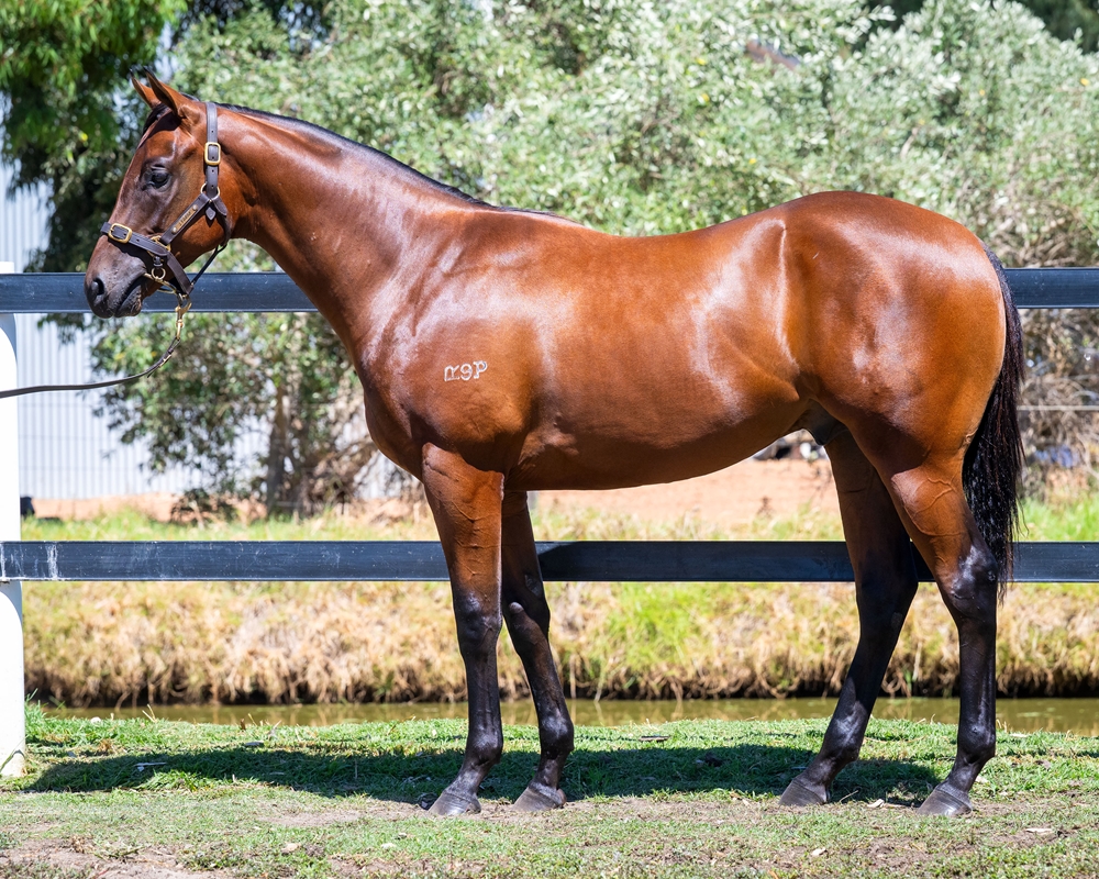 Shooting to Win (AUS) / Classics (AUS) 2024 Colt - Image 1