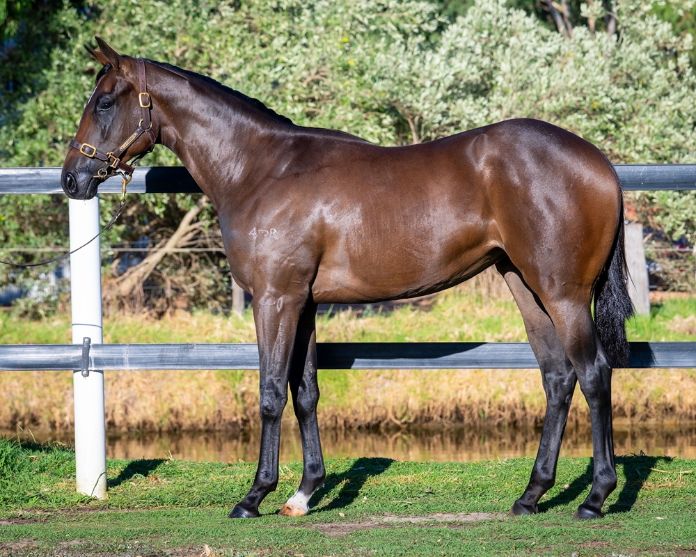 Lightsaber (AUS) / Angelisa (AUS) 2024 Filly - Image 1