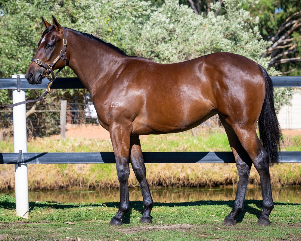Ducimus (AUS) / Severine (NZ) 2024 Filly - Image 1