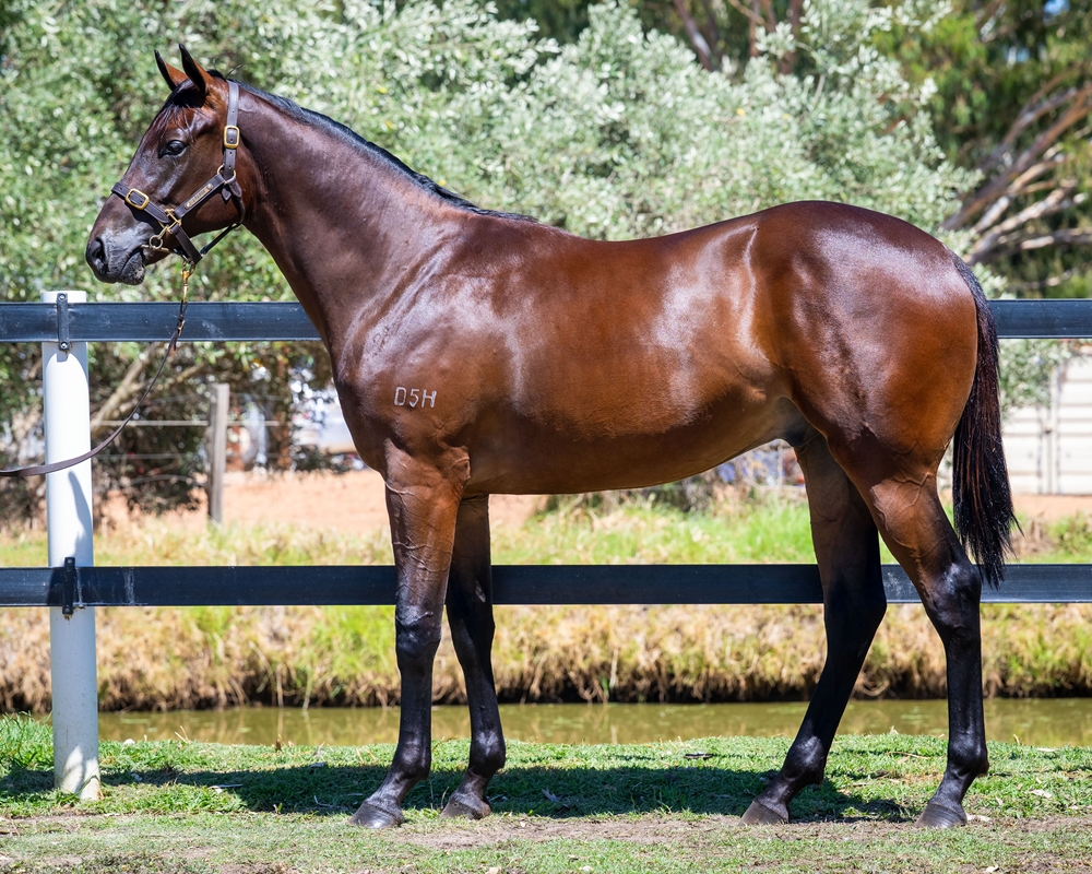 Ducimus (AUS) / Devilish Diva (AUS) 2024 G - Image 1