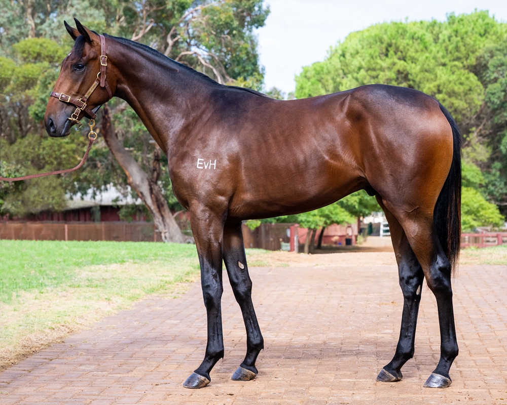 Playing God (AUS) / High Aims (AUS) 2024 Colt - Image 1