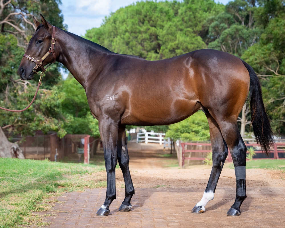 Yes Yes Yes (AUS) / How to Fly (AUS) 2024 Colt - Image 1