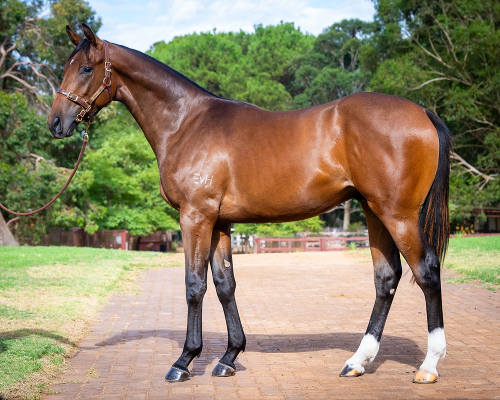 Bivouac (AUS) / Plastered (USA) 2024 Colt - Image 1