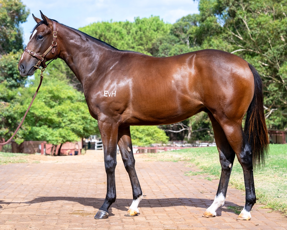 Gingerbread Man (AUS) / Simplyirresistible (AUS) 2024 Colt - Image 1