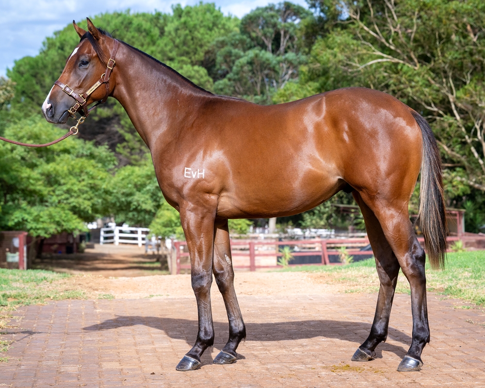 Farnan (AUS) / Tempting Delight (AUS) 2024 Colt - Image 1