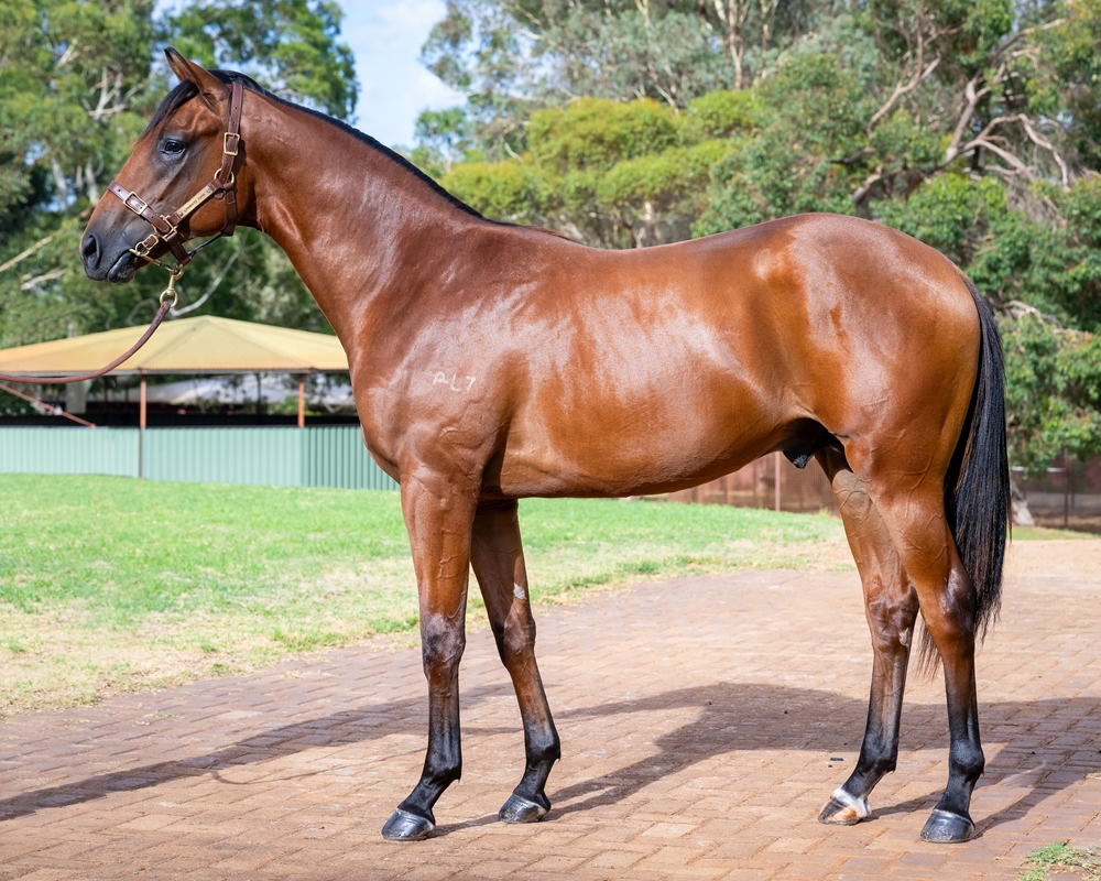 Aysar (AUS) / Bella Contessa (AUS) 2024 Colt - Image 1