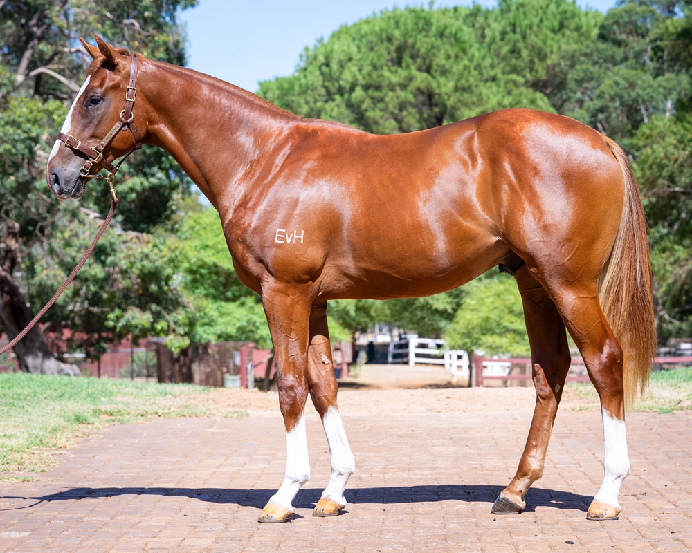 Bondi (AUS) / Madam Torio (AUS) 2024 Colt - Image 1