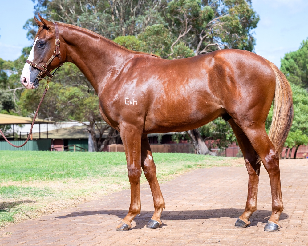Bondi (AUS) / Matinee Starlet (AUS) 2024 Colt - Image 1