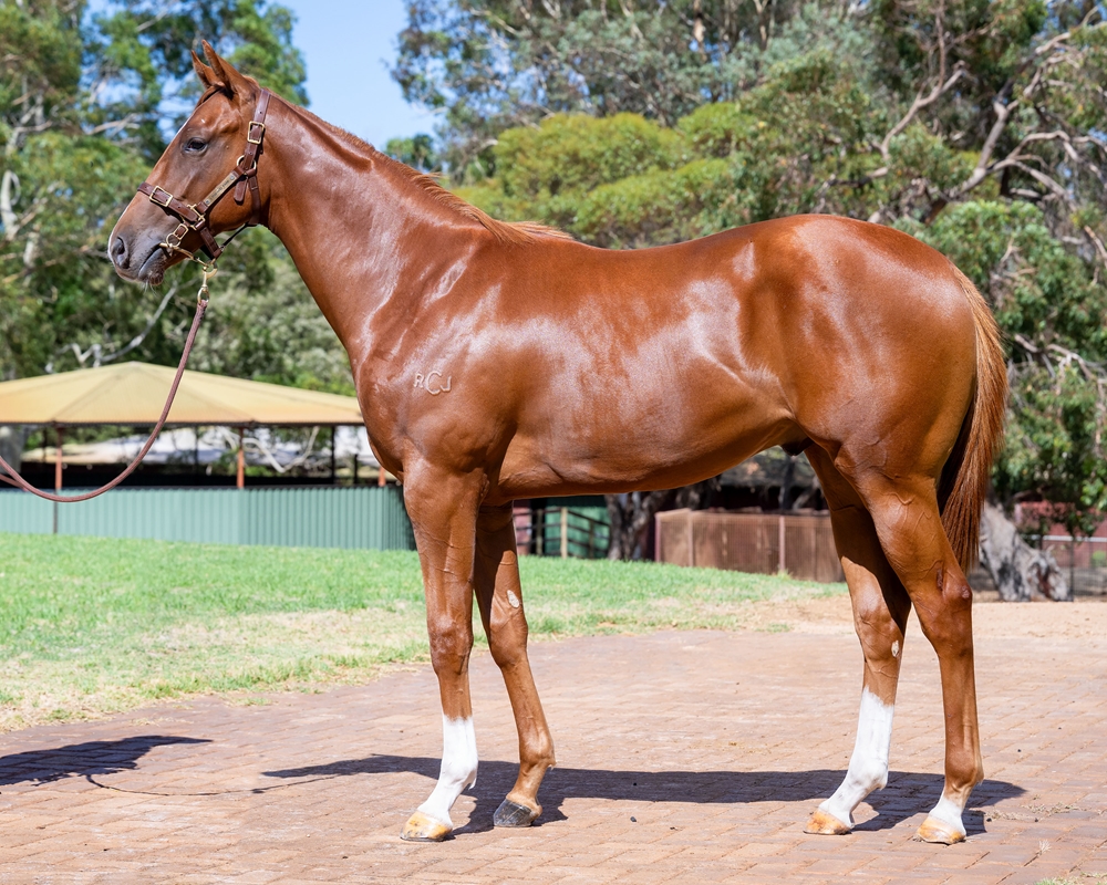 Paulele (AUS) / Mithali (AUS) 2024 Colt - Image 1