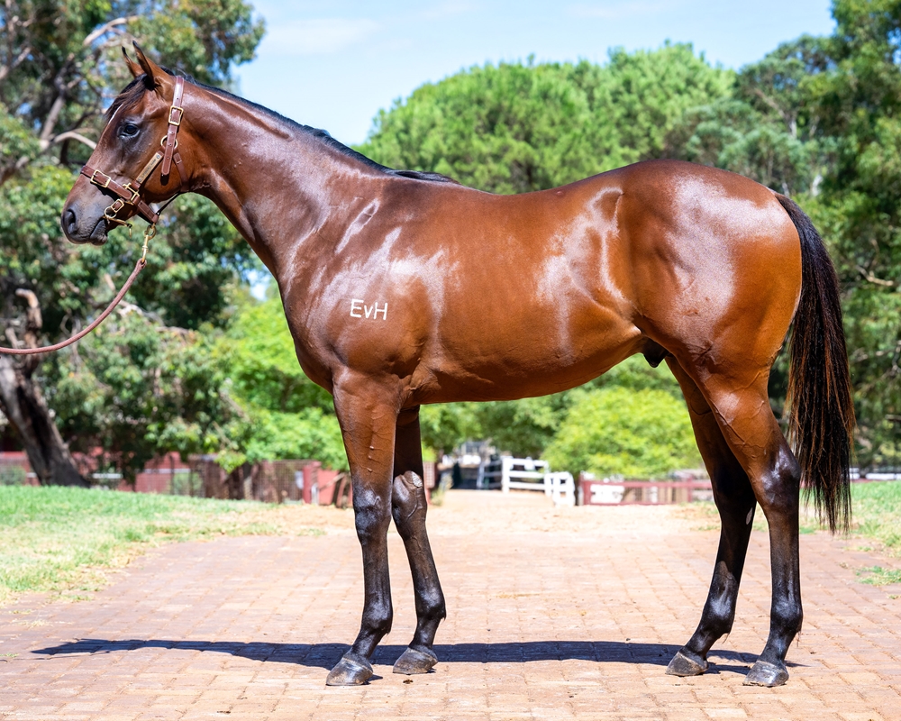 Bondi (AUS) / All Friared Up (AUS) 2024 Colt - Image 1