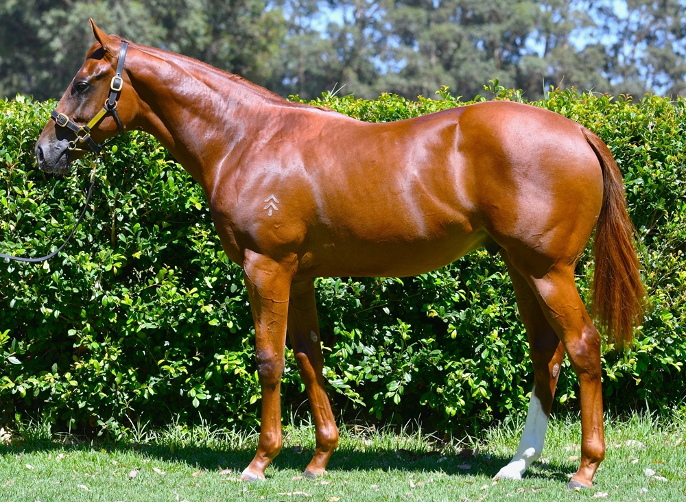 Dirty Work (AUS) / Castle Keep (AUS) 2024 Colt - Image 1