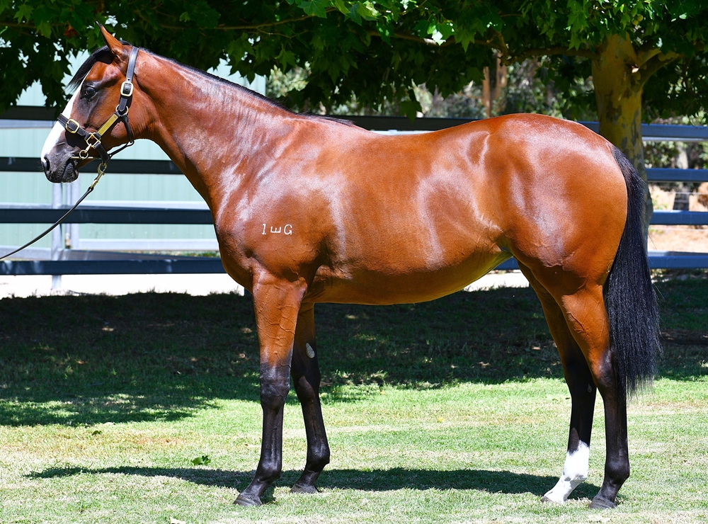 Gingerbread Man (AUS) / Sulphur Crested (AUS) 2024 Filly - Image 1