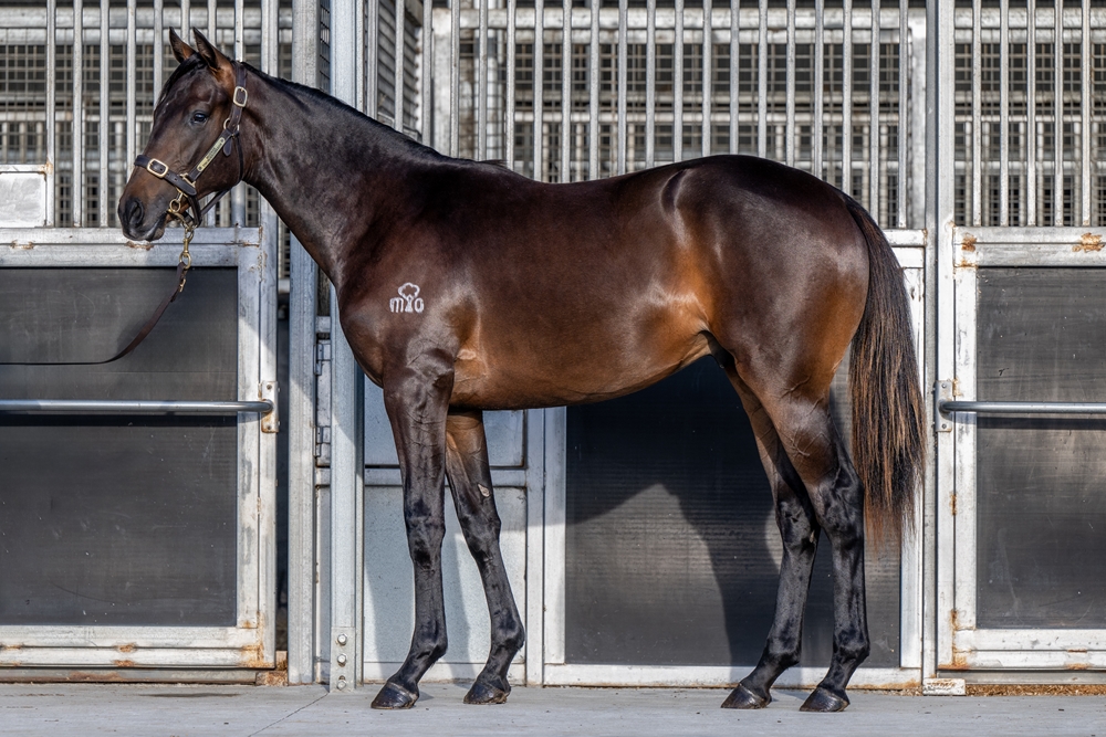 Yulong Prince (SAF) / Karathrace (NZ) 2024 Colt - Image 1