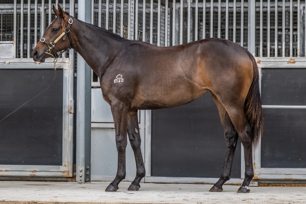 Foxwedge (AUS) / Lebombo Rose (AUS) 2024 Filly - Image 1
