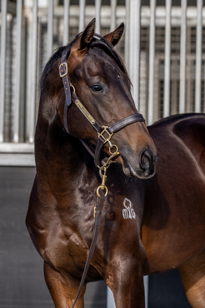 Yulong Prince (SAF) / Karathrace (NZ) 2024 Colt - Image 2