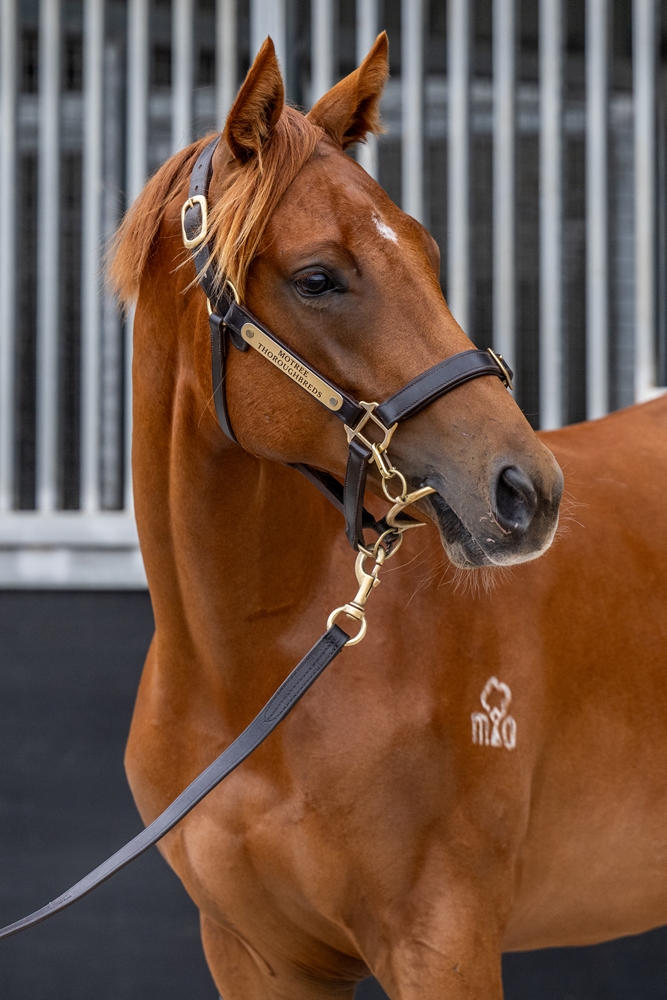 Turffontein (AUS) / Lanson (AUS) 2024 Colt - Image 2