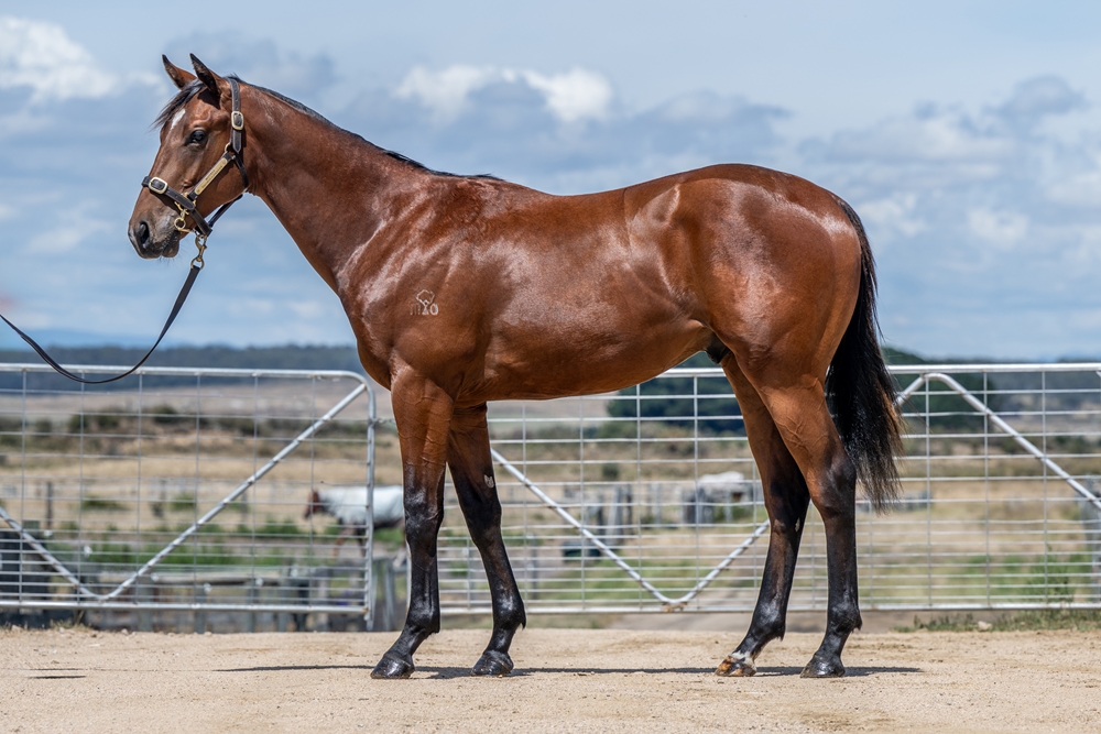 Delaware (GB) / Life's a Poem (AUS) 2024 Colt - Image 1