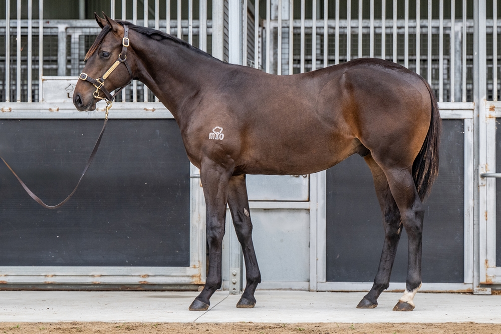 Astern (AUS) / Madilogo (AUS) 2024 Colt - Image 1
