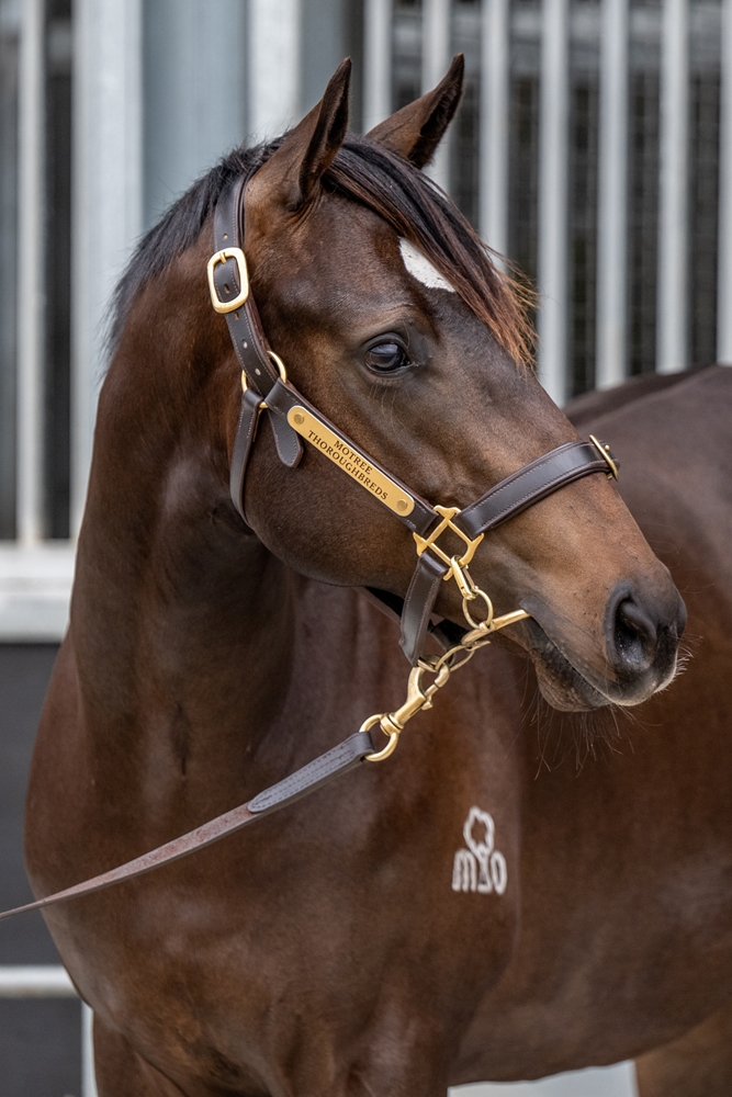 Astern (AUS) / Madilogo (AUS) 2024 Colt - Image 2