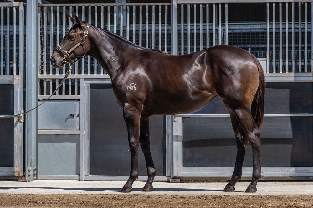 Quick Thinker (AUS) / Pass (AUS) 2024 Filly - Image 1