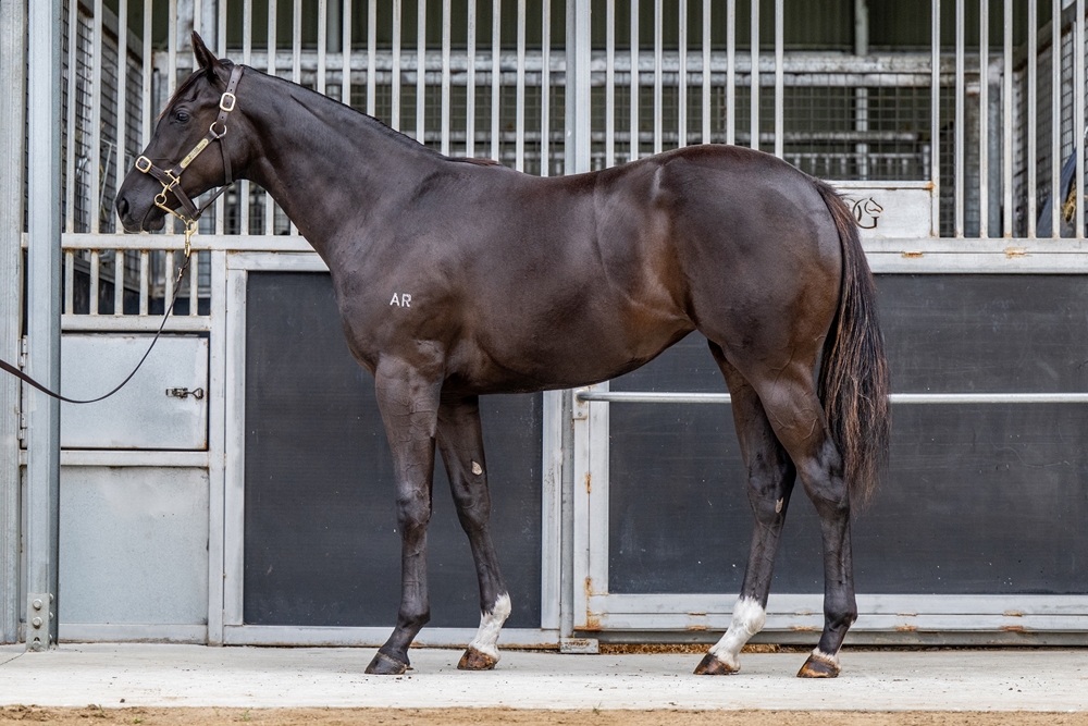 Hanseatic (AUS) / Princess de Lamour (AUS) 2024 Filly - Image 1