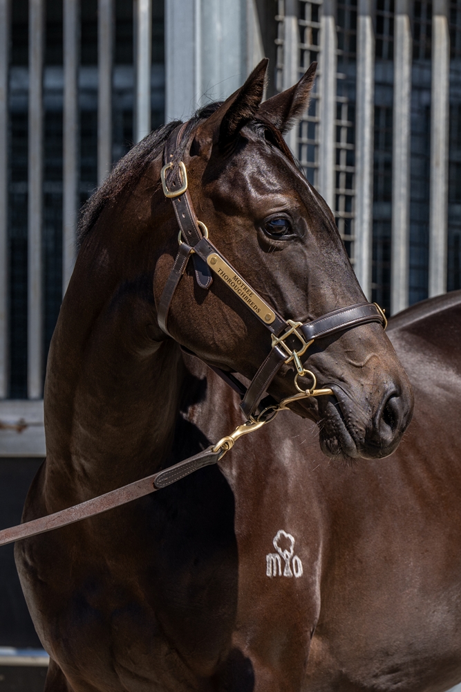 Quick Thinker (AUS) / Pass (AUS) 2024 Filly - Image 2